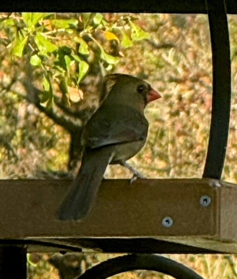 Northern Cardinal - ML646897817