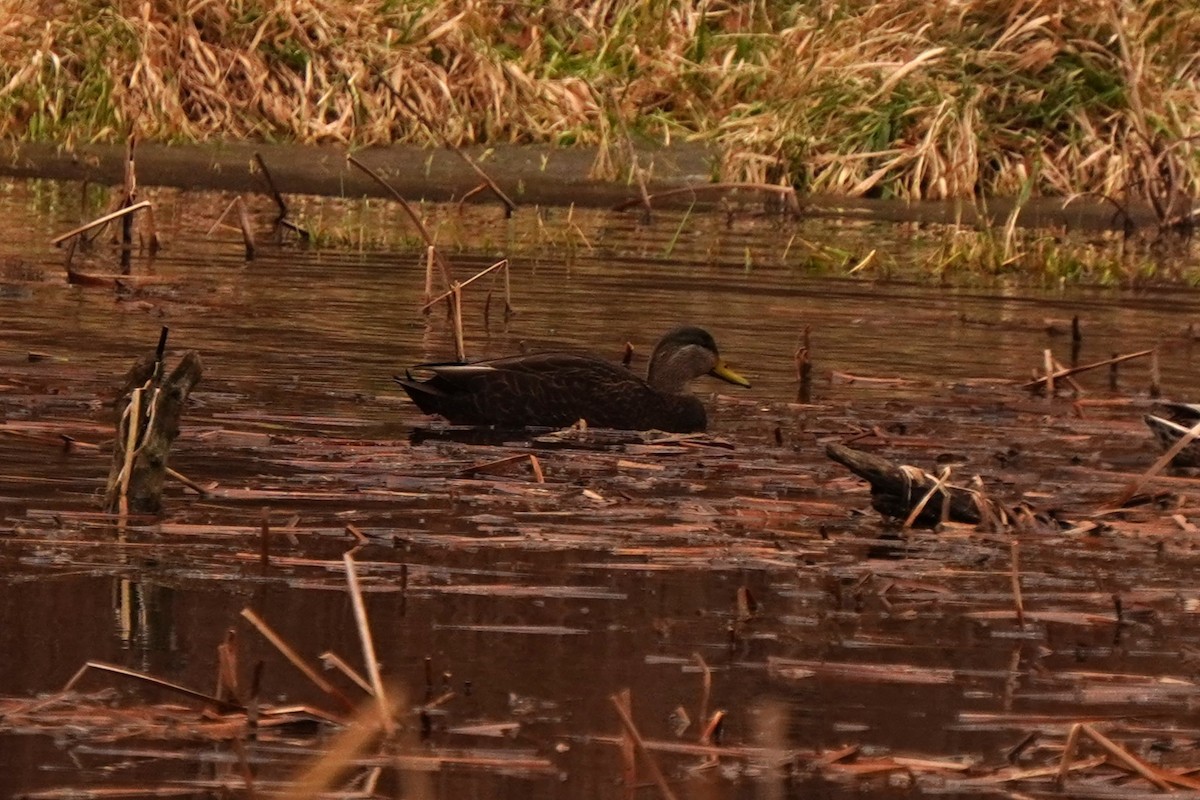 American Black Duck - ML646897822