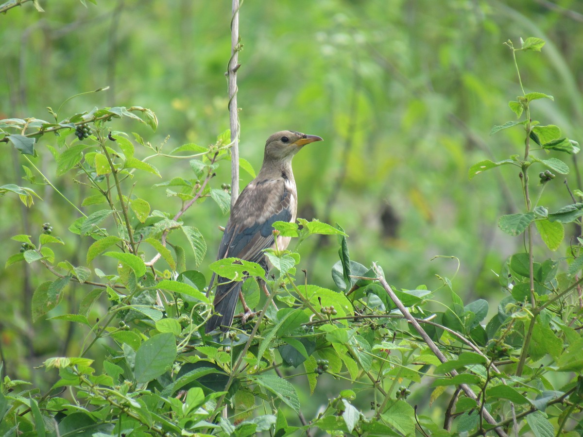 rosenstær - ML646897827