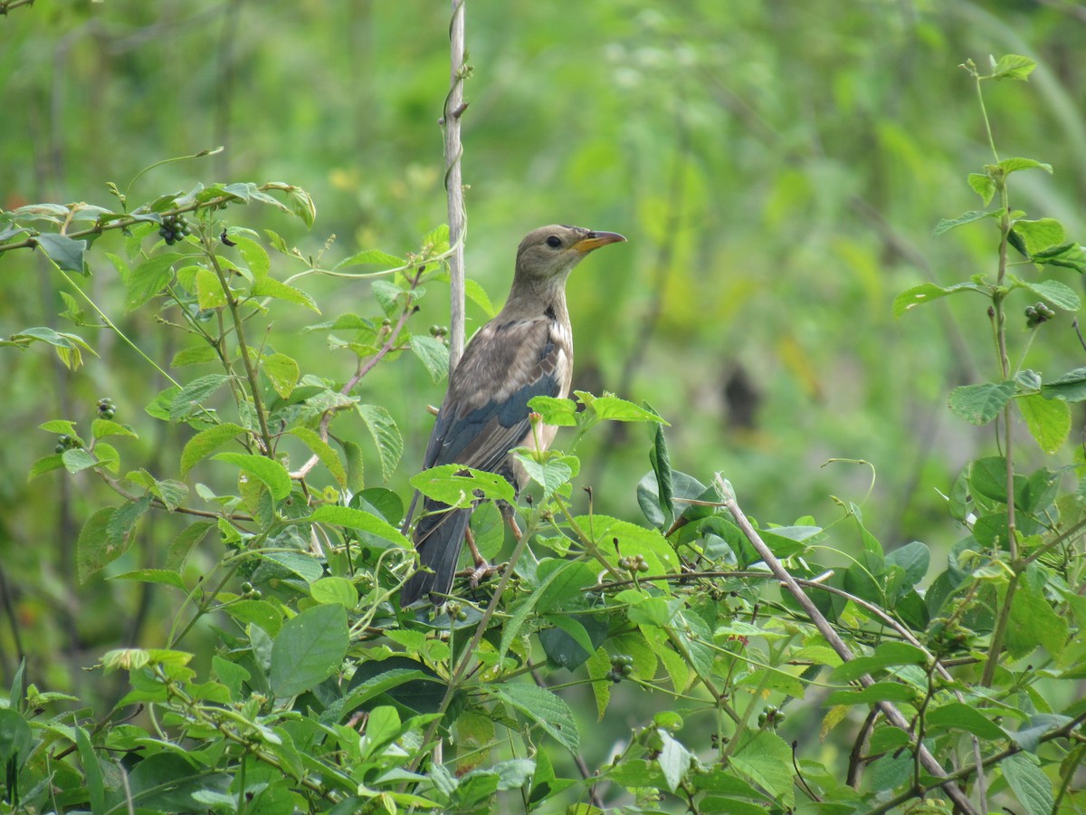 Rosy Starling - ML646897828