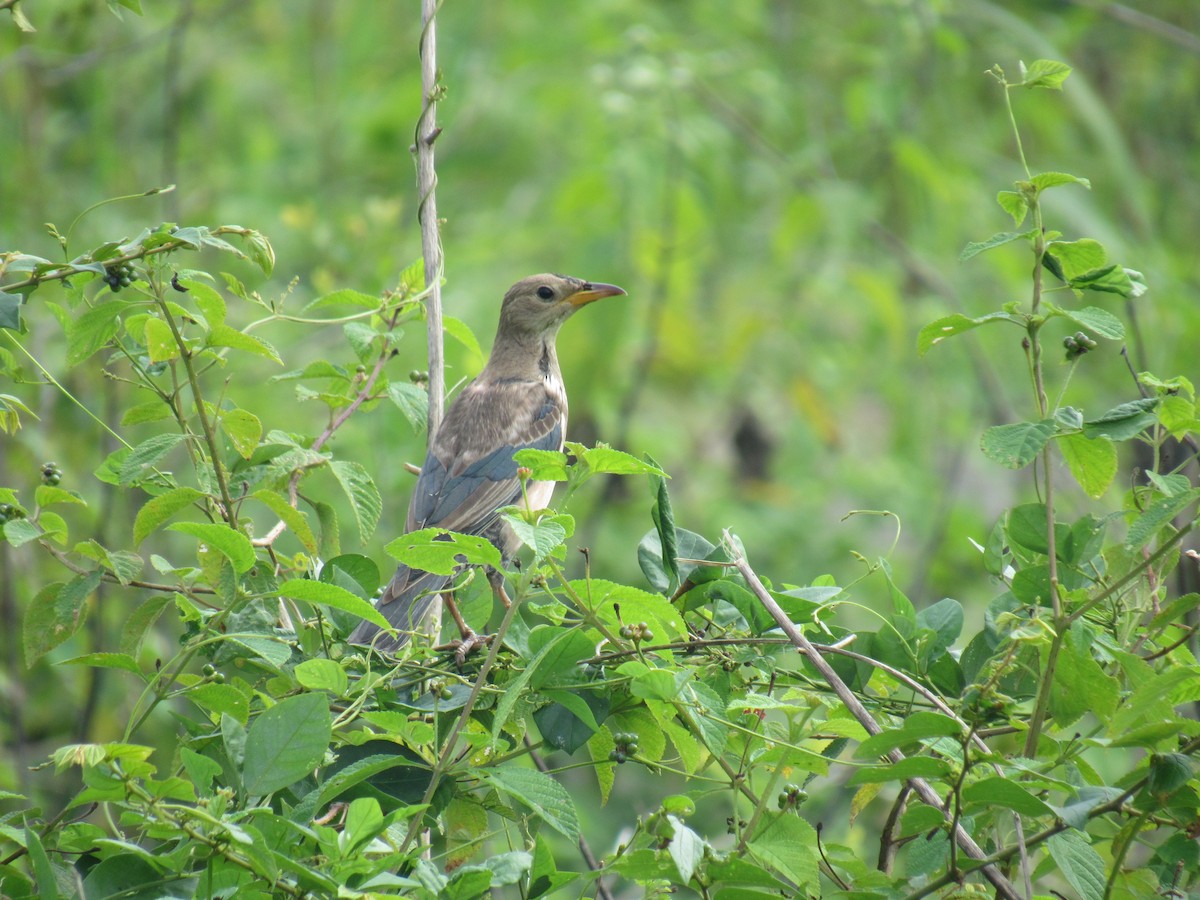 Rosy Starling - ML646897829