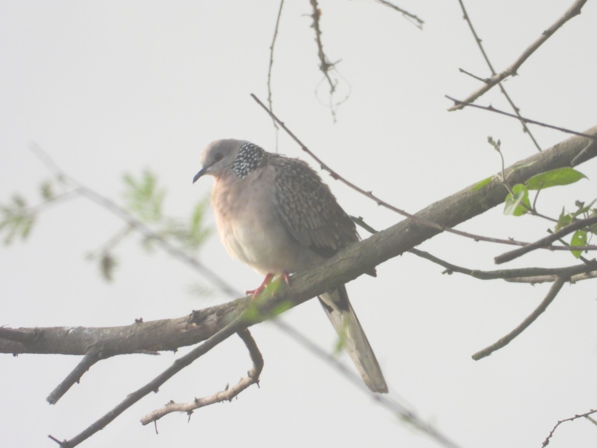 Spotted Dove - ML646897832