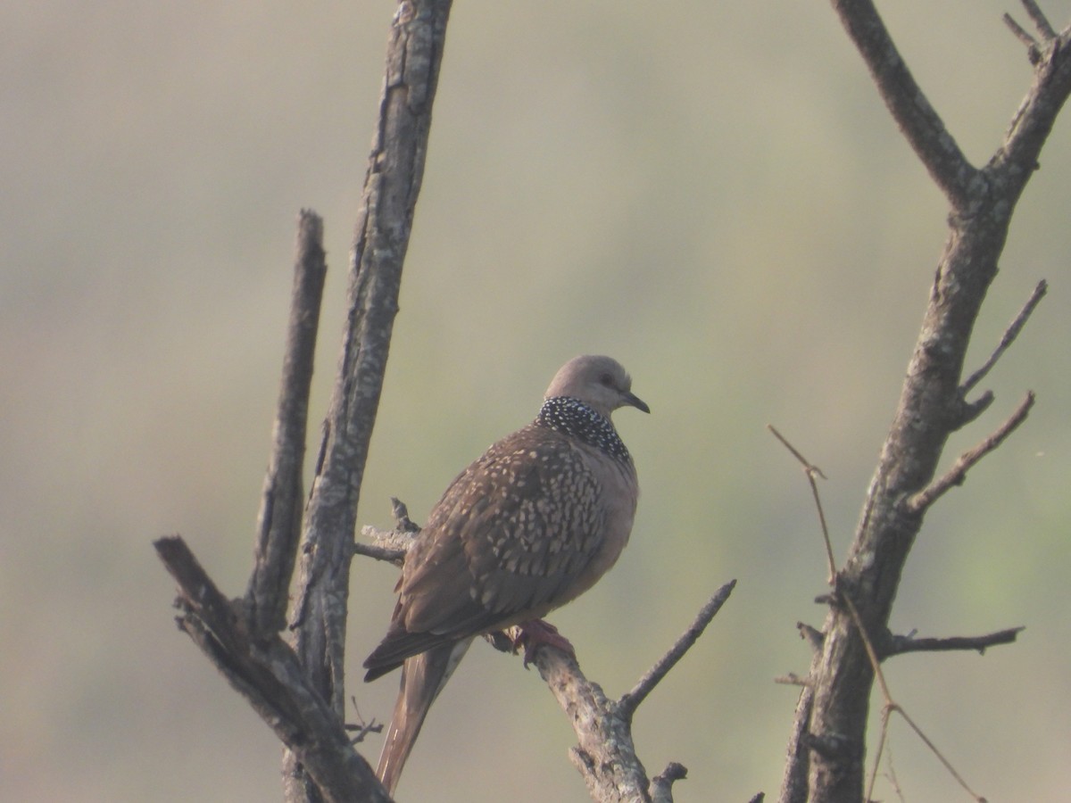 Spotted Dove - ML646897833