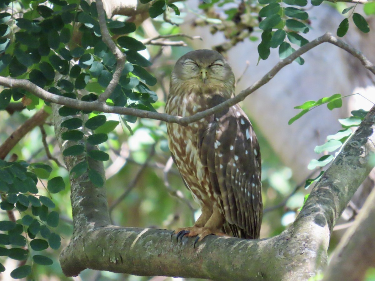Barking Owl - ML646897837