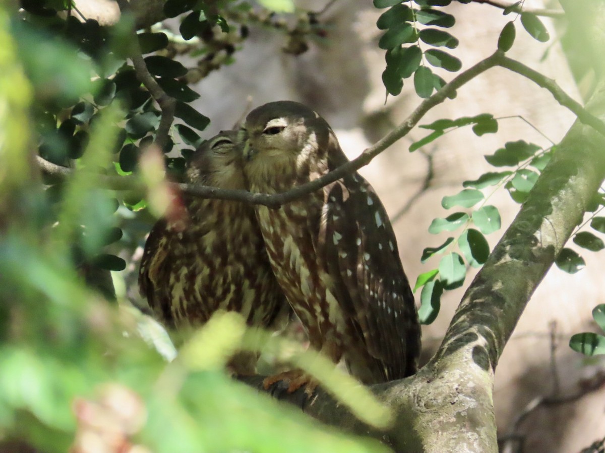Barking Owl - ML646897838