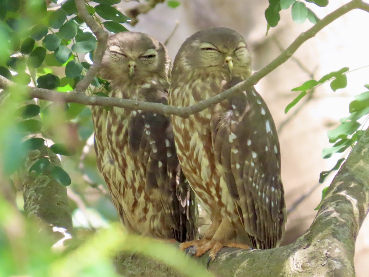Barking Owl - ML646897839