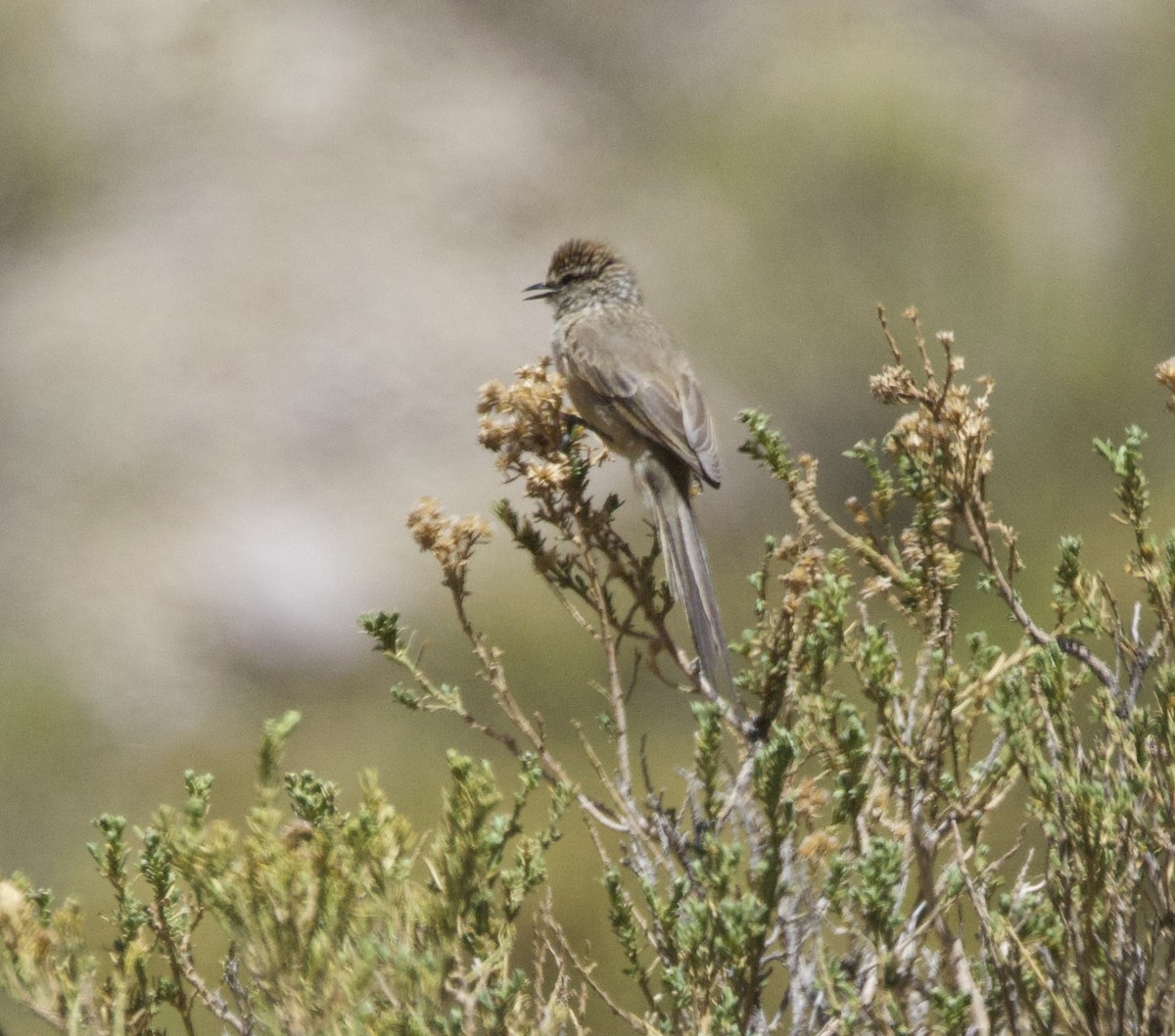 Plain-mantled Tit-Spinetail - ML646897840