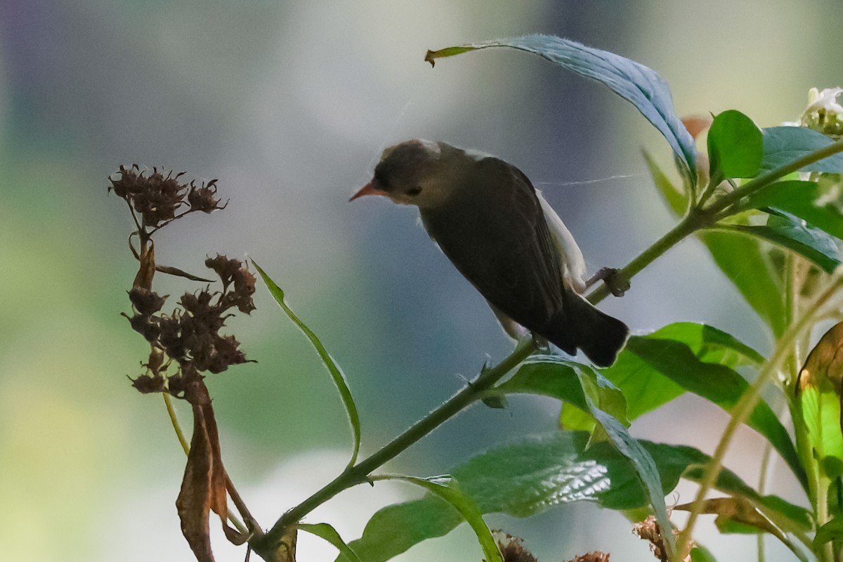 Pale-billed Flowerpecker - ML646897841