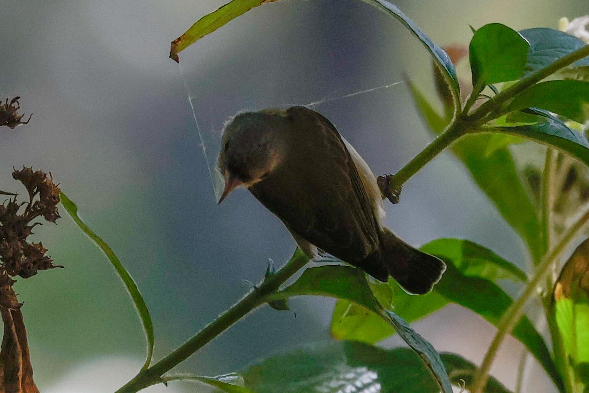 Pale-billed Flowerpecker - ML646897842