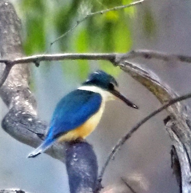 Sacred Kingfisher - ML646897843