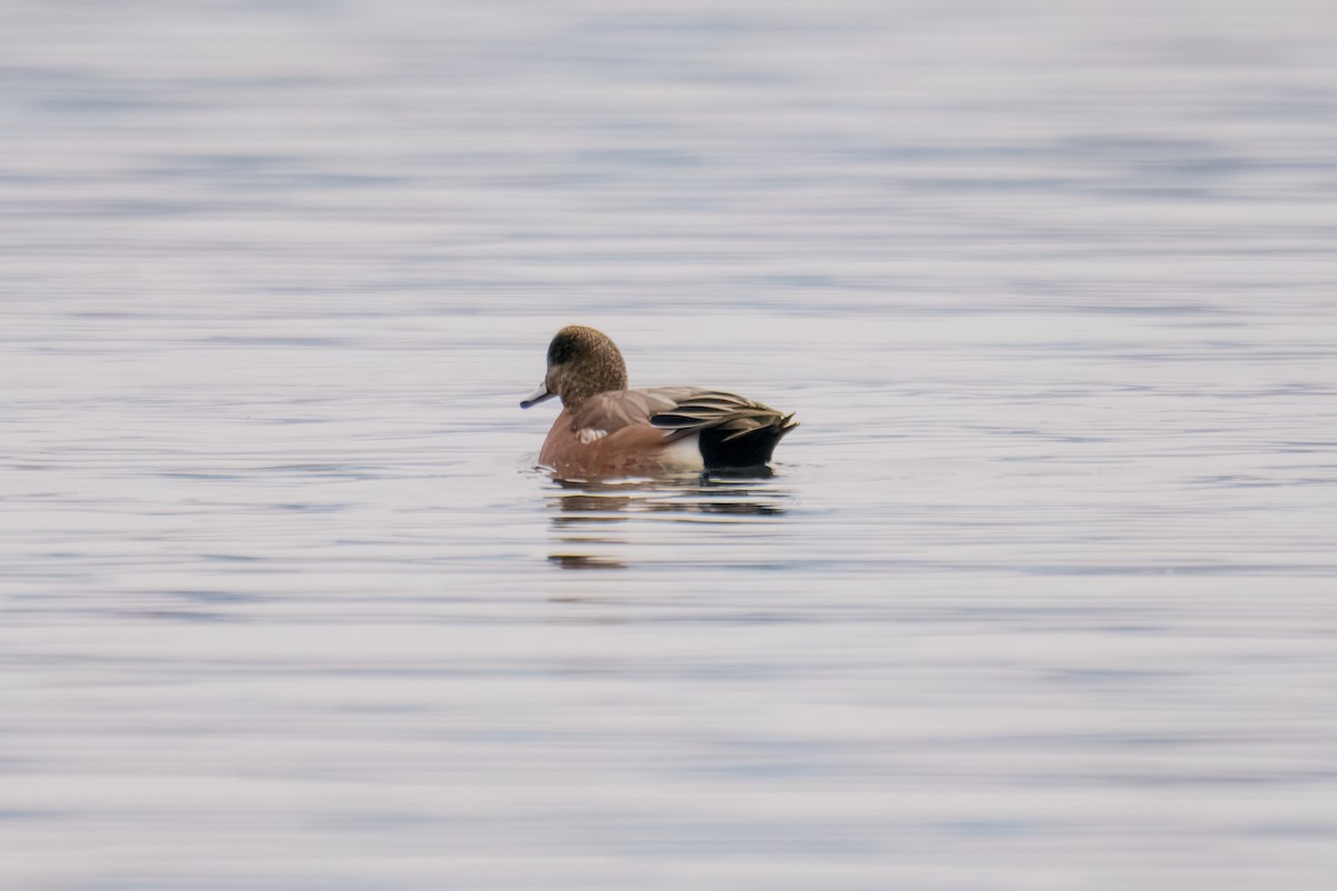 American Wigeon - ML646897844