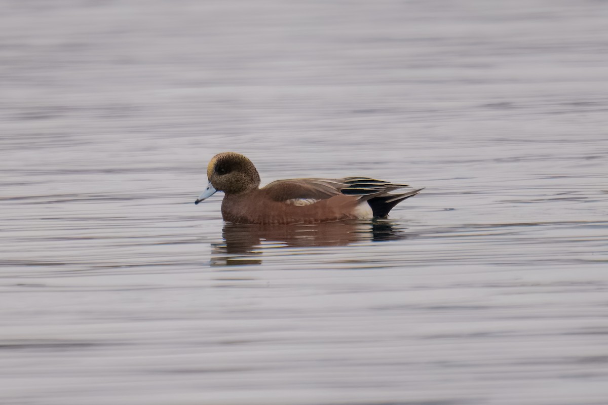 American Wigeon - ML646897845