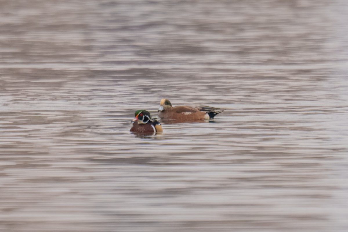 American Wigeon - ML646897846