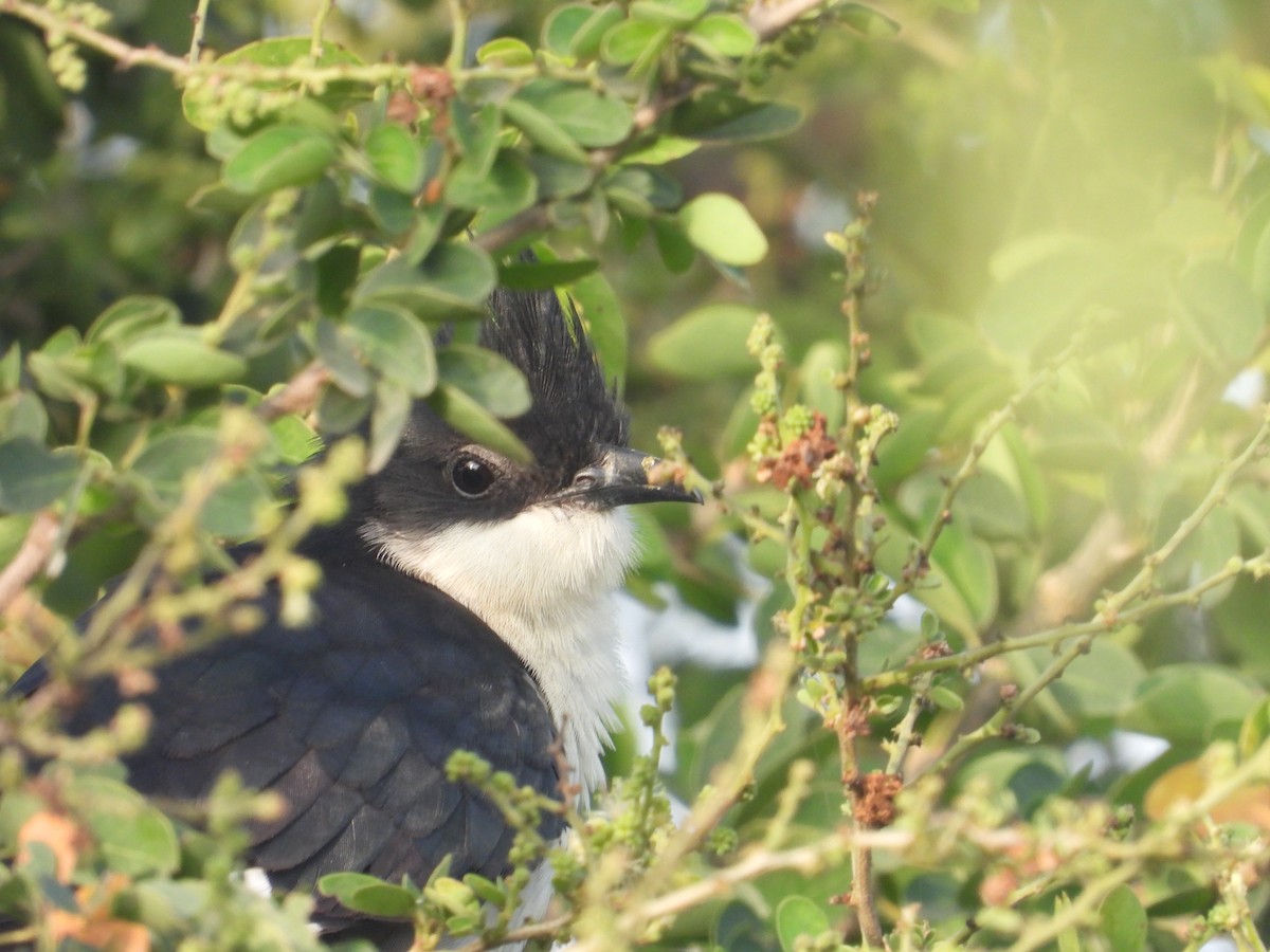 Pied Cuckoo - ML646897848