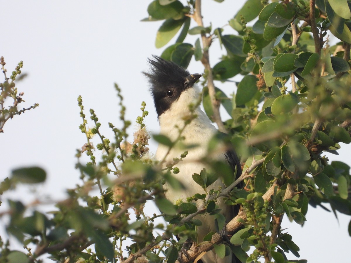 Pied Cuckoo - ML646897849