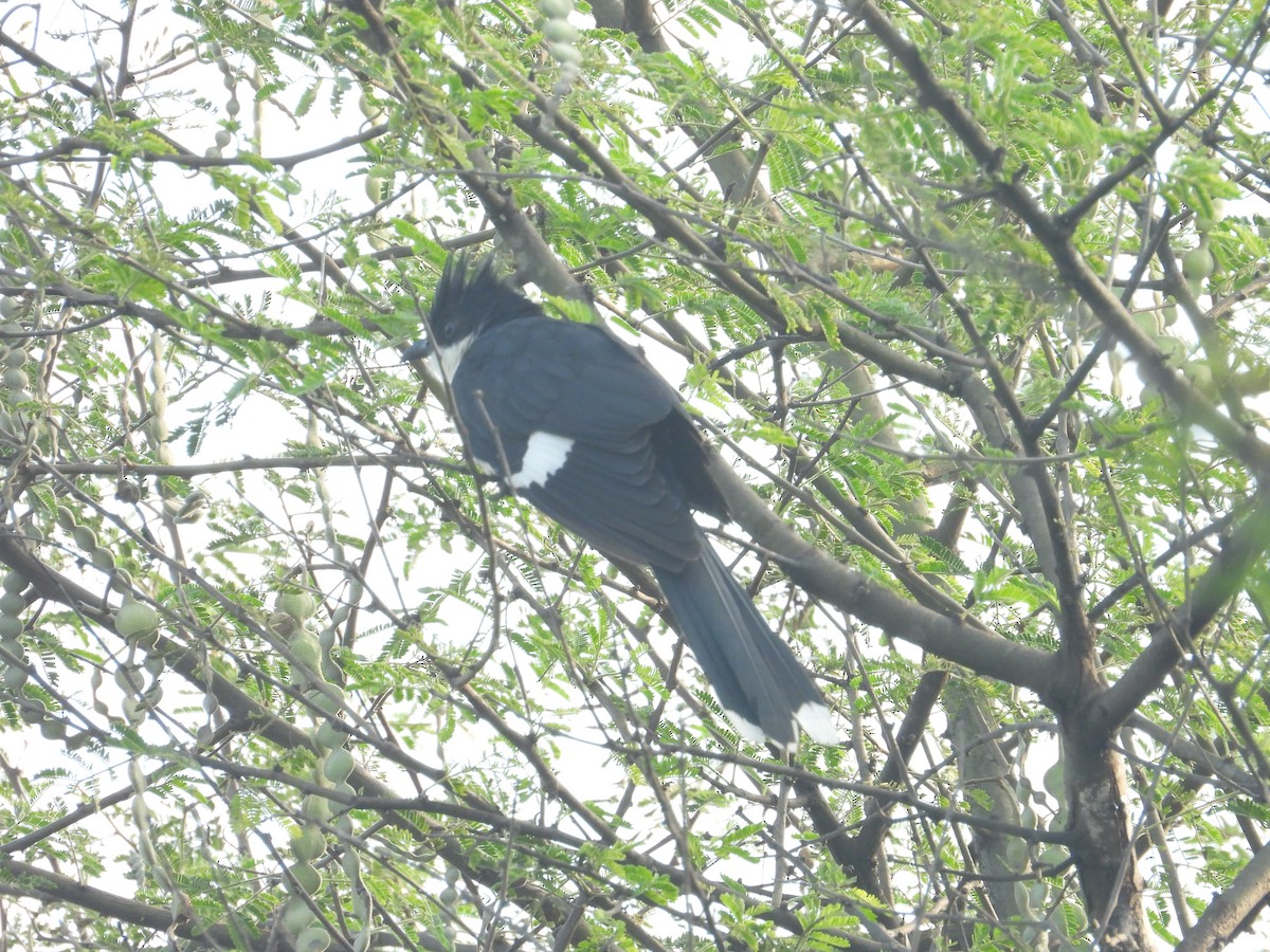 Pied Cuckoo - ML646897850