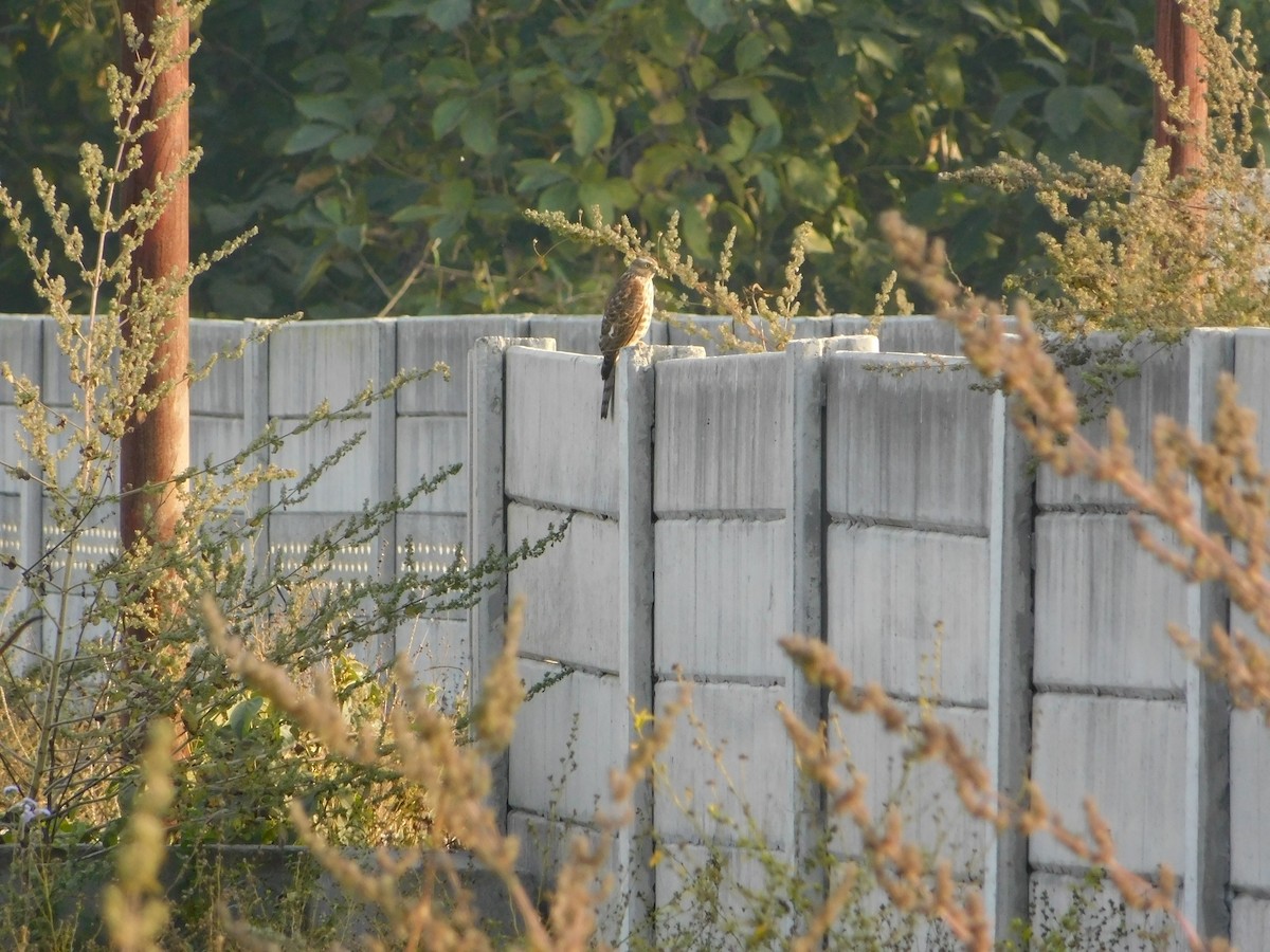 Тювик - ML646897852