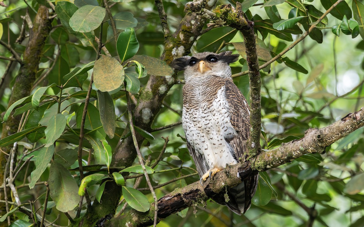 Barred Eagle-Owl - ML646897853