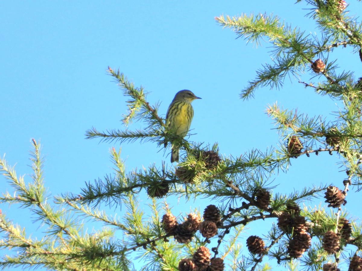 Cape May Warbler - ML646897854