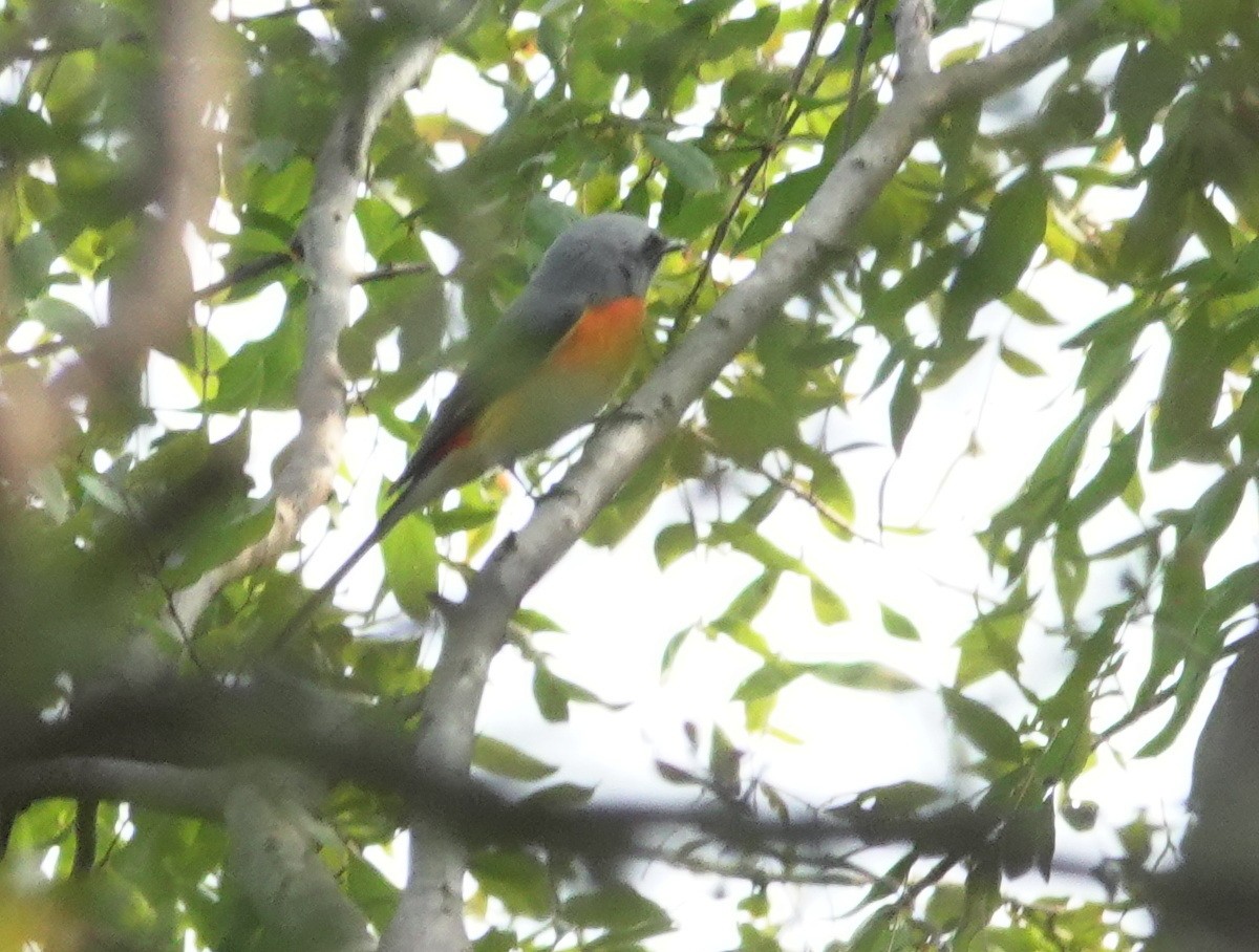 Small Minivet - ML646897855