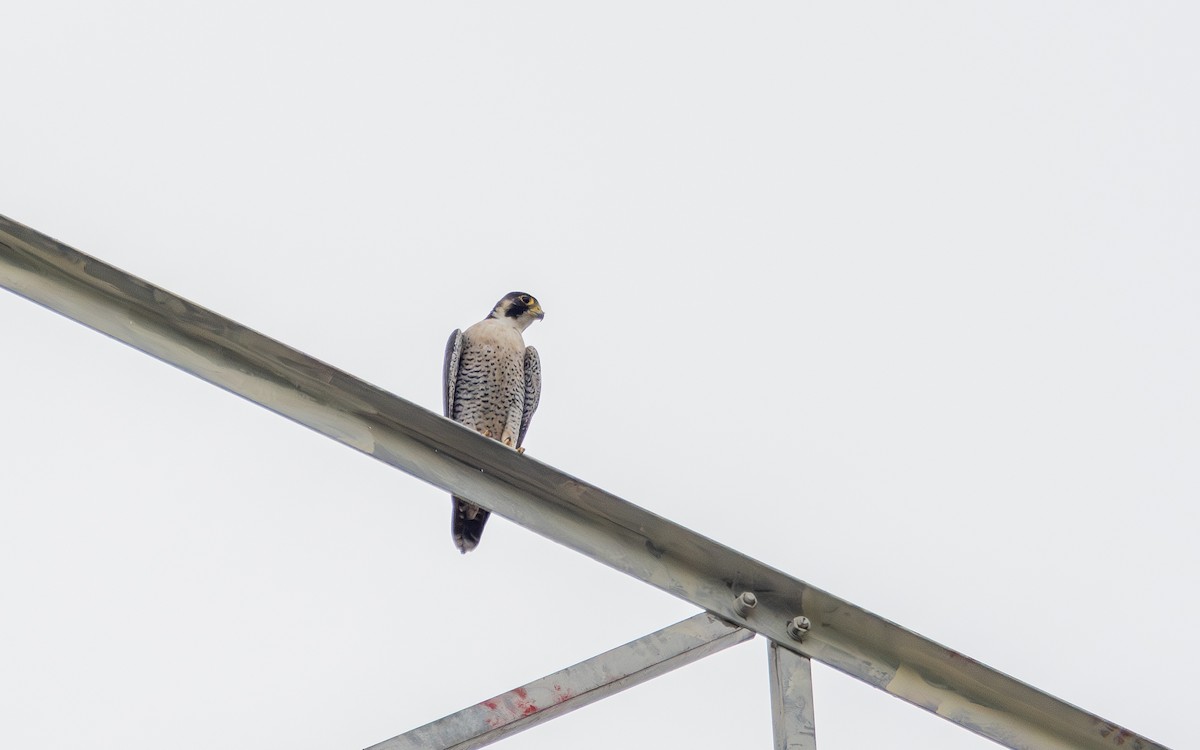 Peregrine Falcon - ML646897856