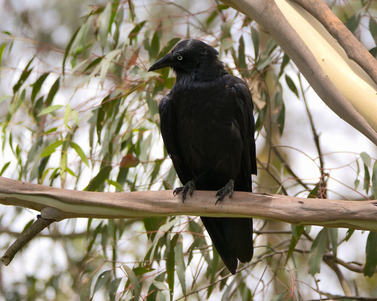 Little Raven - ML646897857