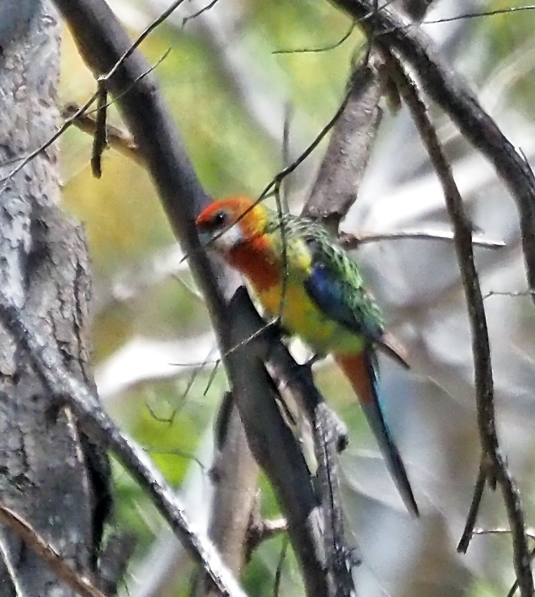 Eastern Rosella - ML646897859