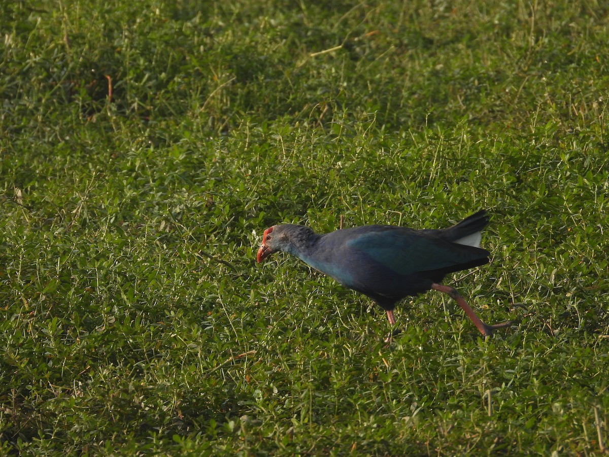 Gray-headed Swamphen - ML646897860
