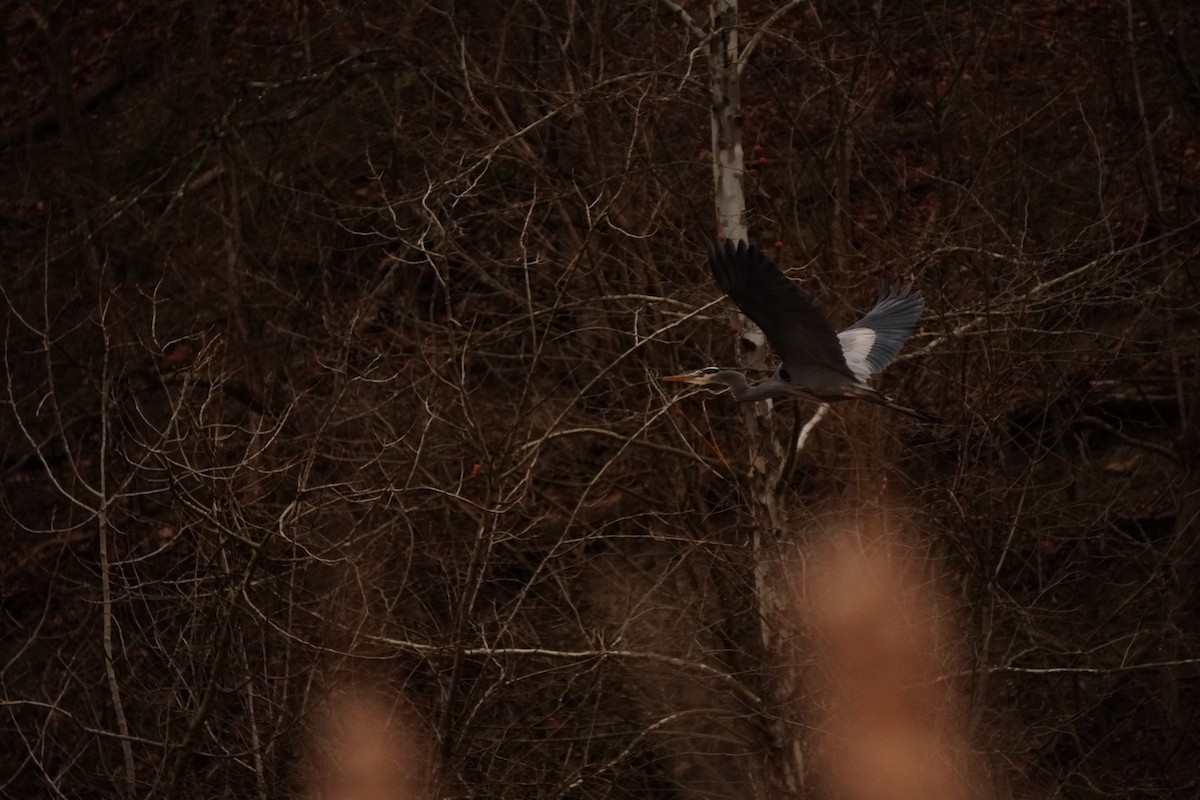 Great Blue Heron - ML646897865