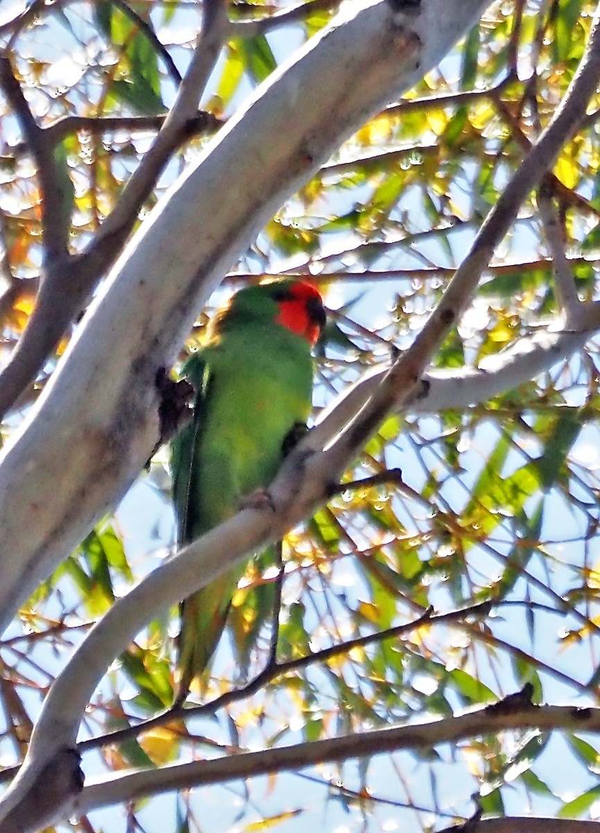 Little Lorikeet - ML646897867