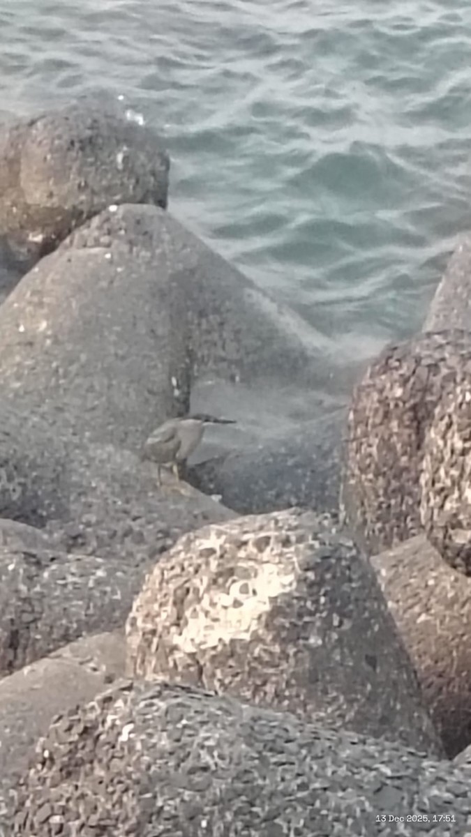 Little Heron - ML646897868