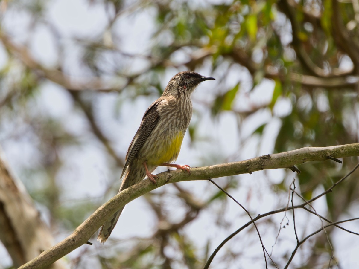 Red Wattlebird - ML646897872