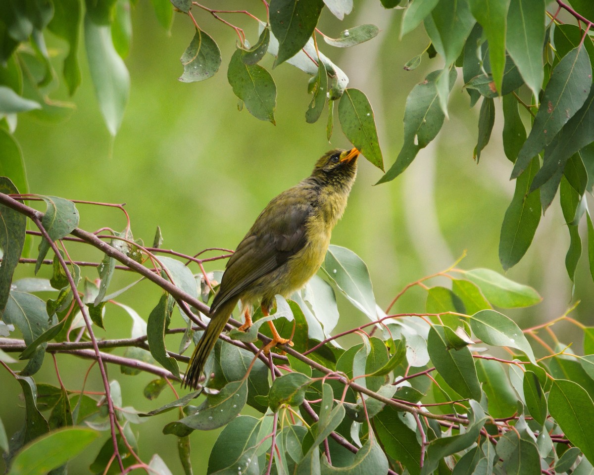Bell Miner - ML646897878