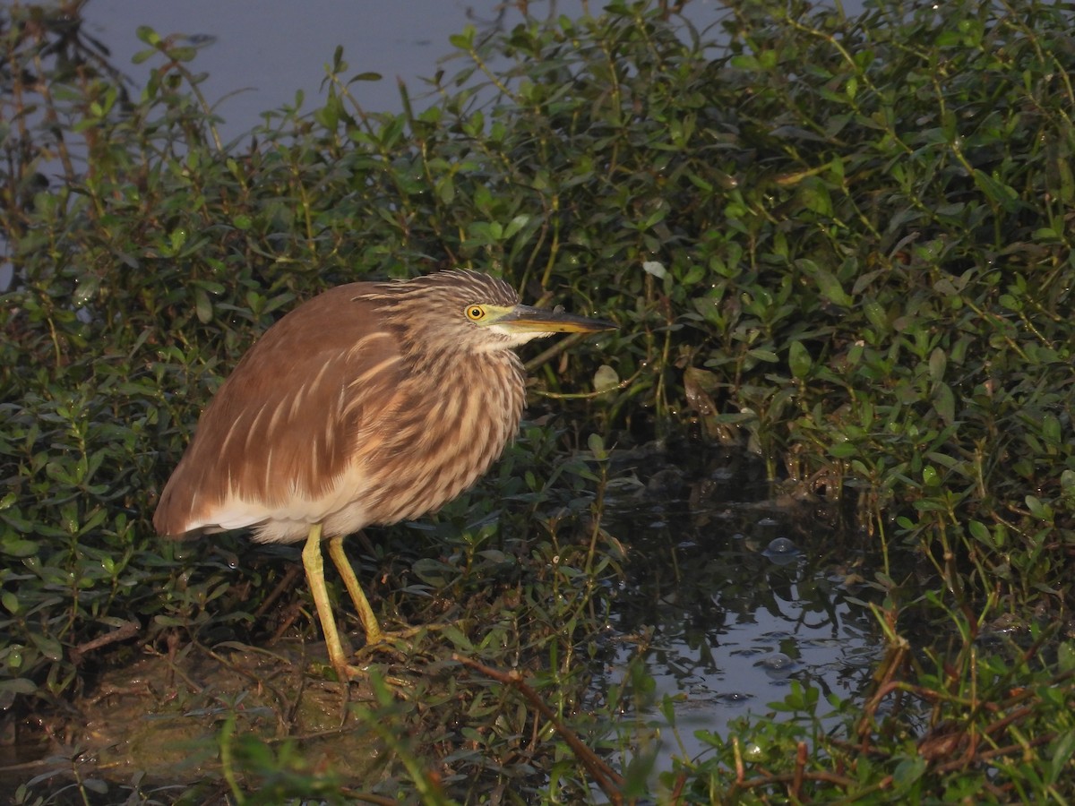 Indian Pond-Heron - ML646897882