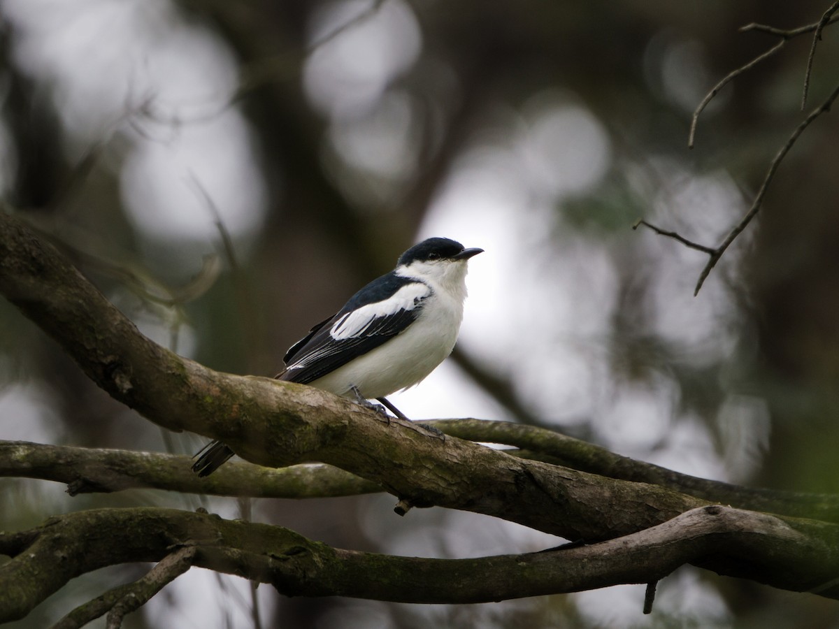 White-winged Triller - ML646897884