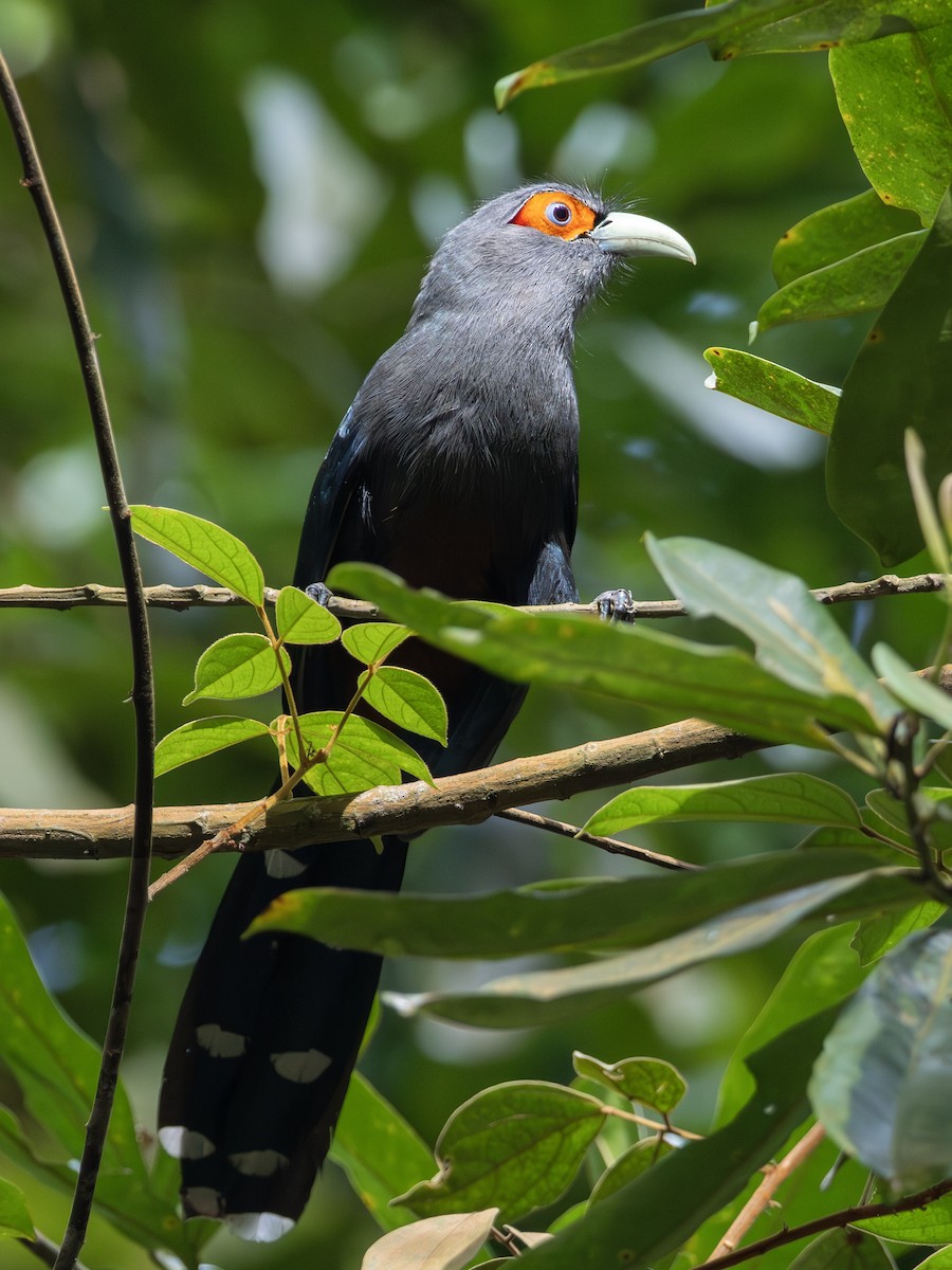 Chestnut-bellied Malkoha - ML646897887