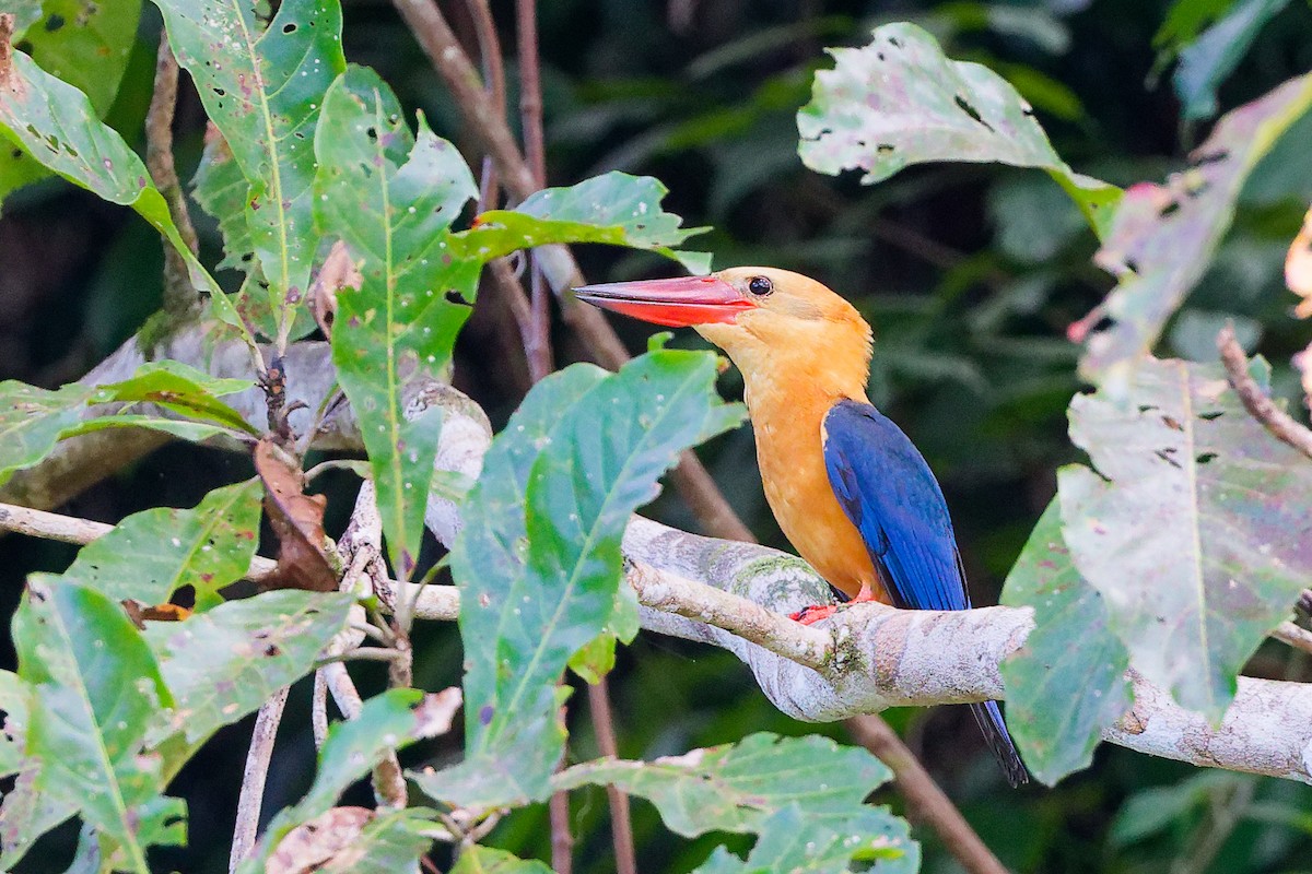 Аистоклювый гуриал - ML646897890