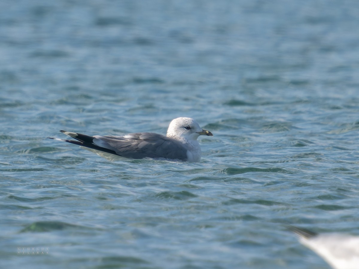 カモメ - ML646897900