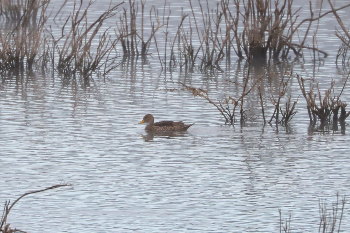 Yellow-billed Pintail - ML646897902