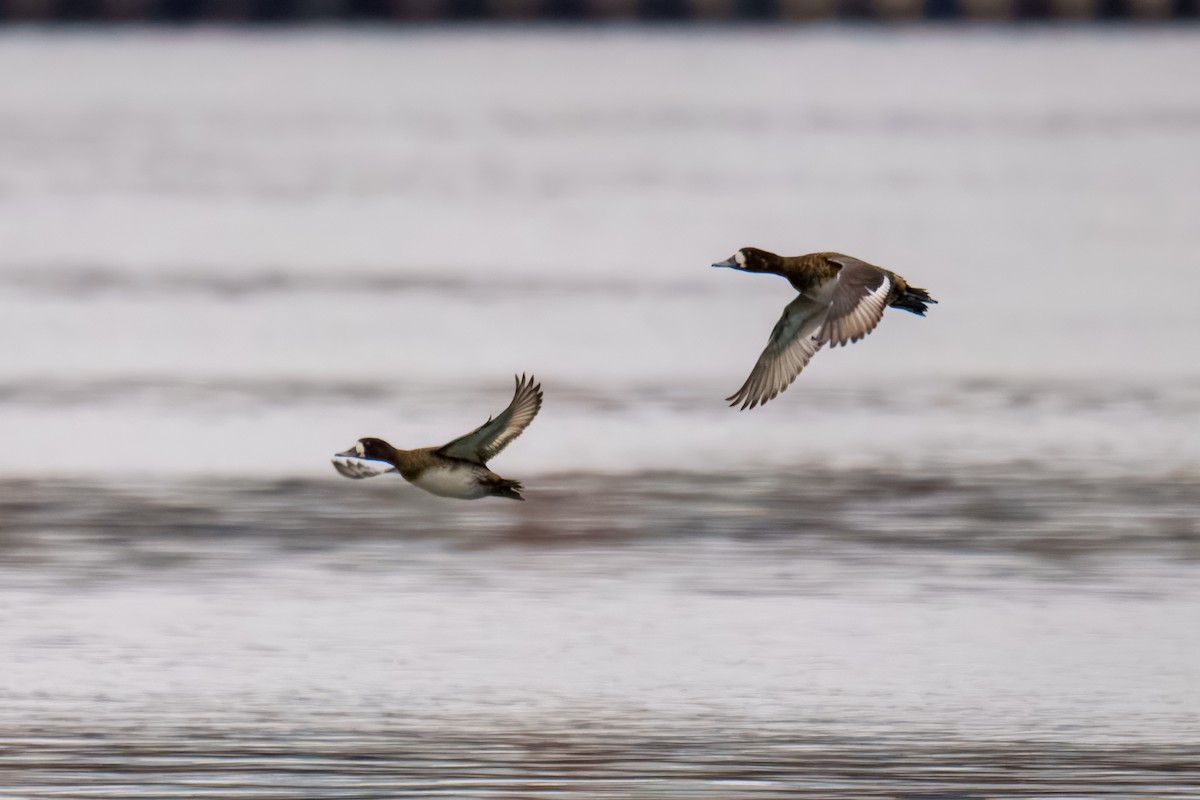 Greater Scaup - ML646897905