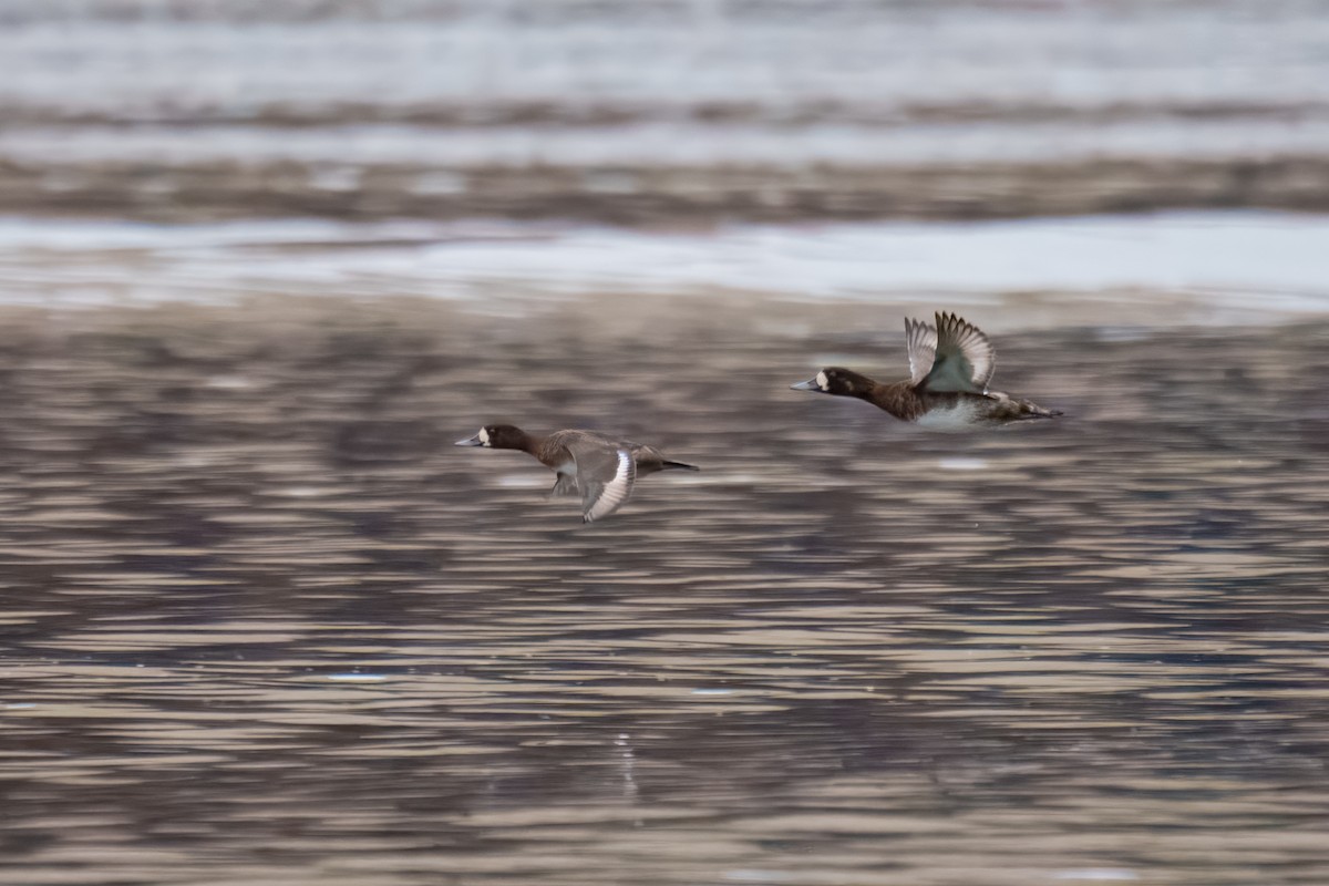 Greater Scaup - ML646897906