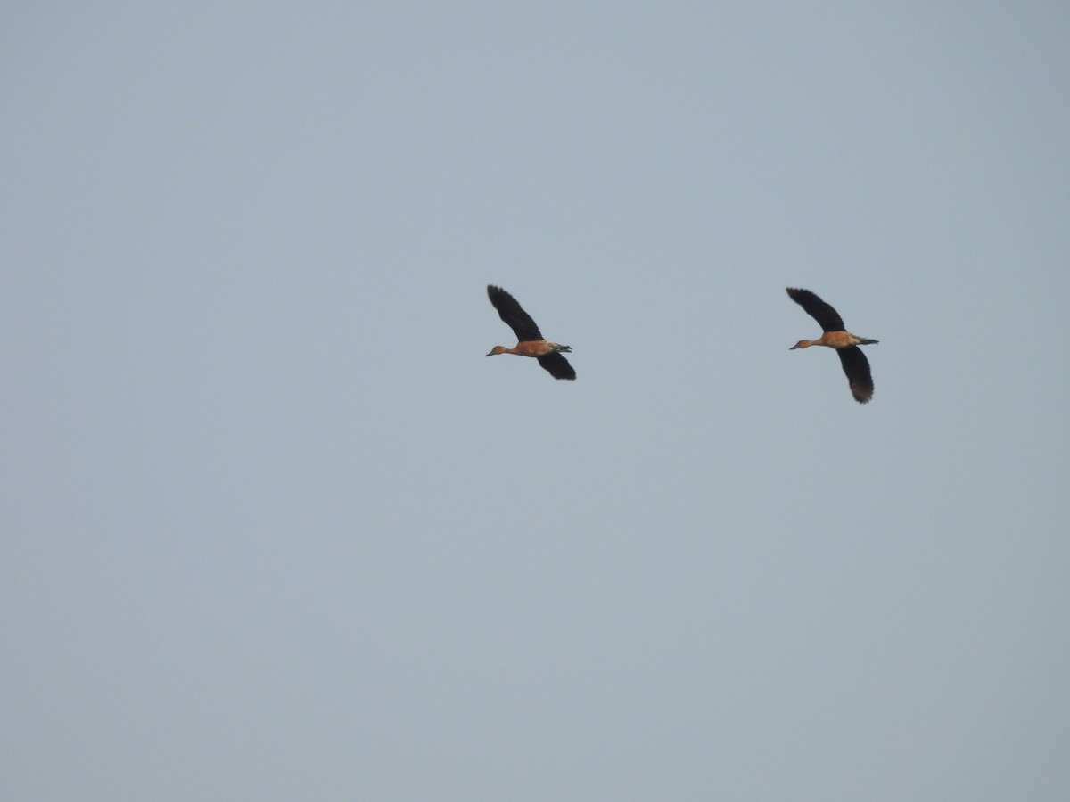 Fulvous Whistling-Duck - ML646897908
