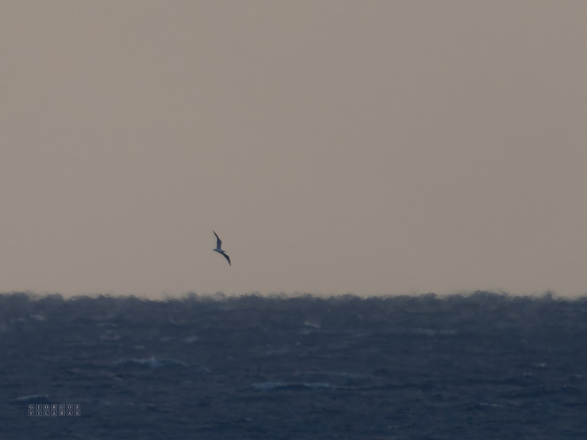 キアシセグロカモメ - ML646897910