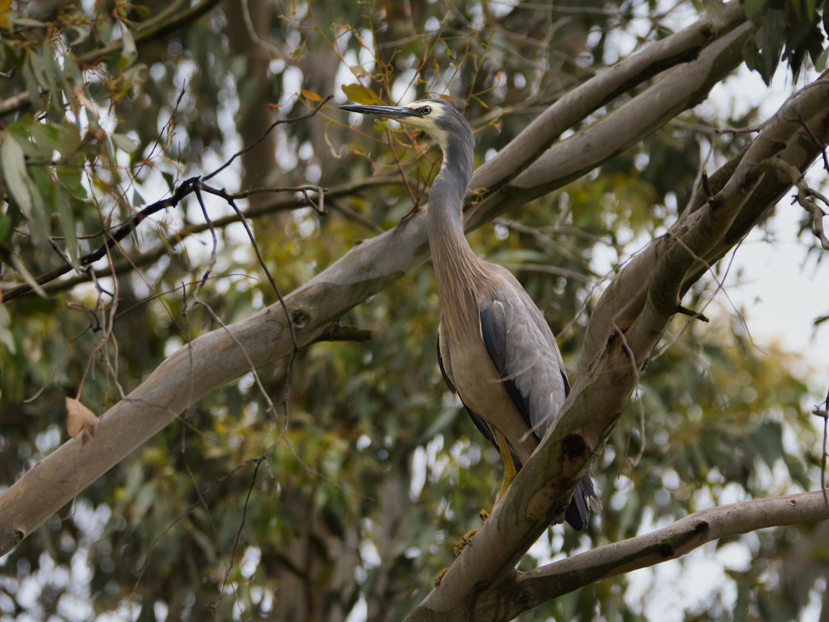 White-faced Heron - ML646897911