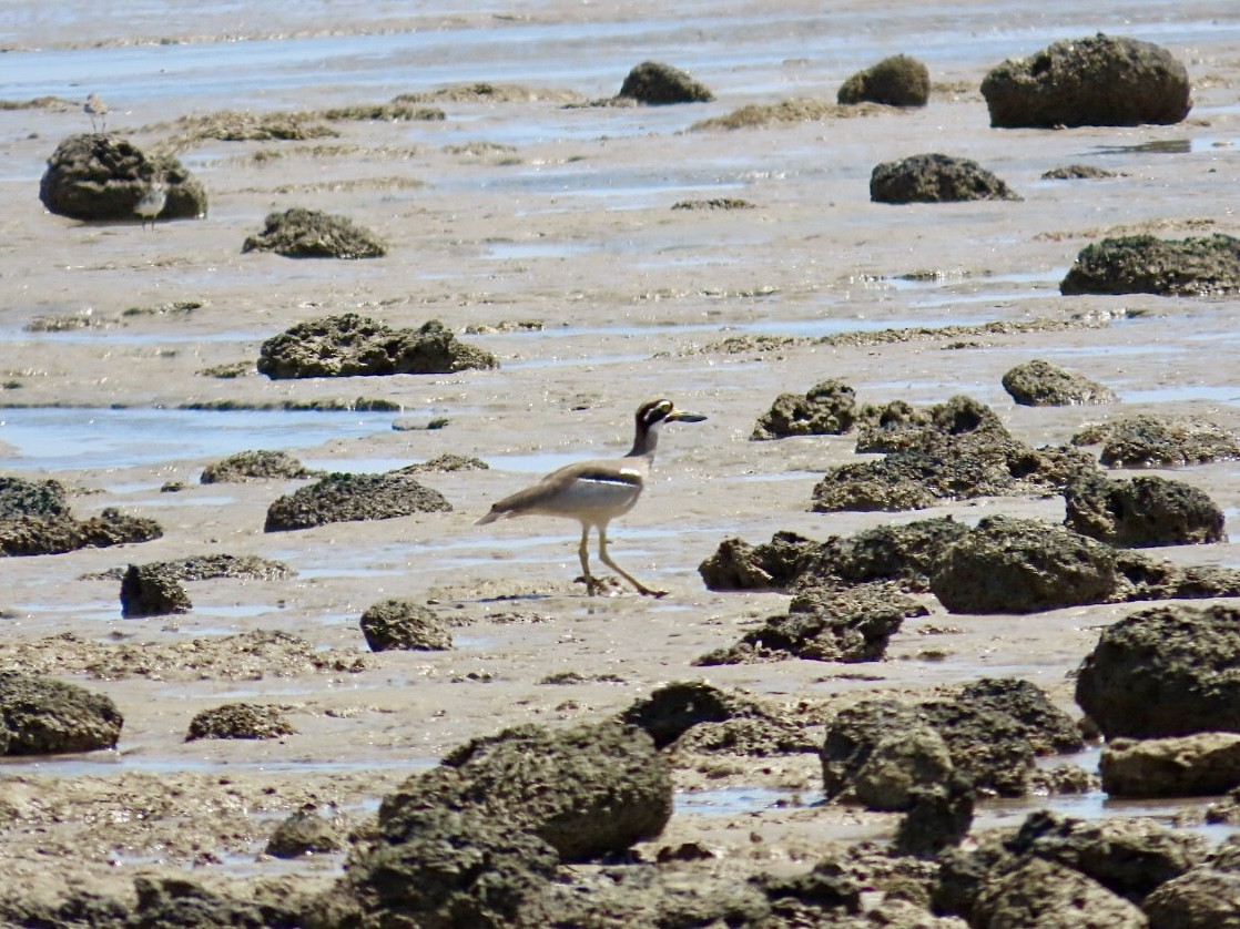Beach Thick-knee - ML646897912