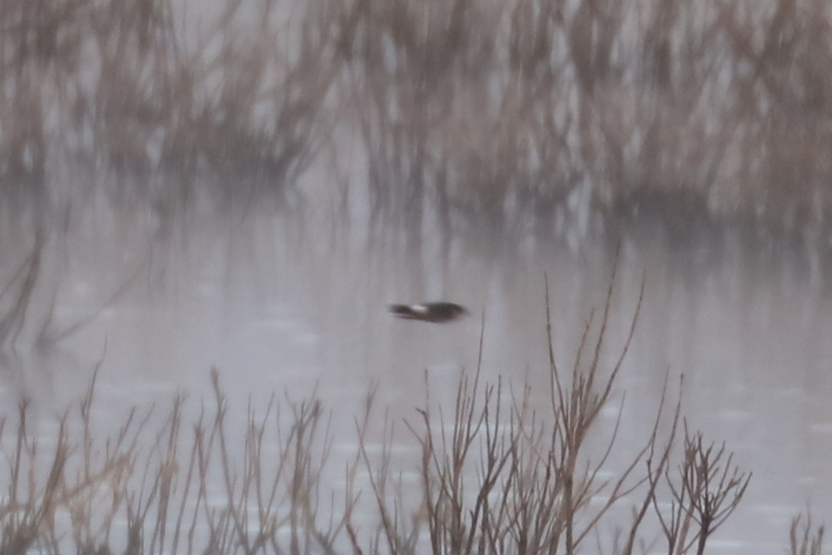 Chilean Swallow - ML646897915