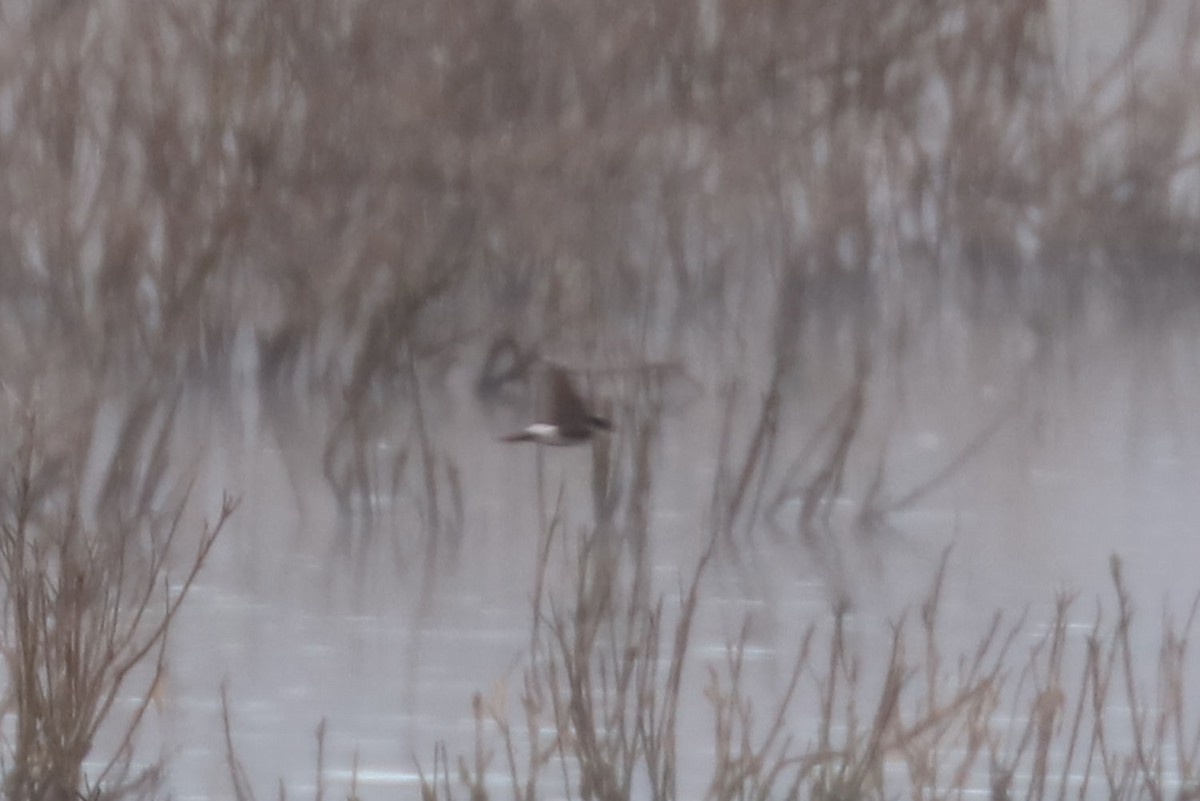 Chilean Swallow - ML646897916