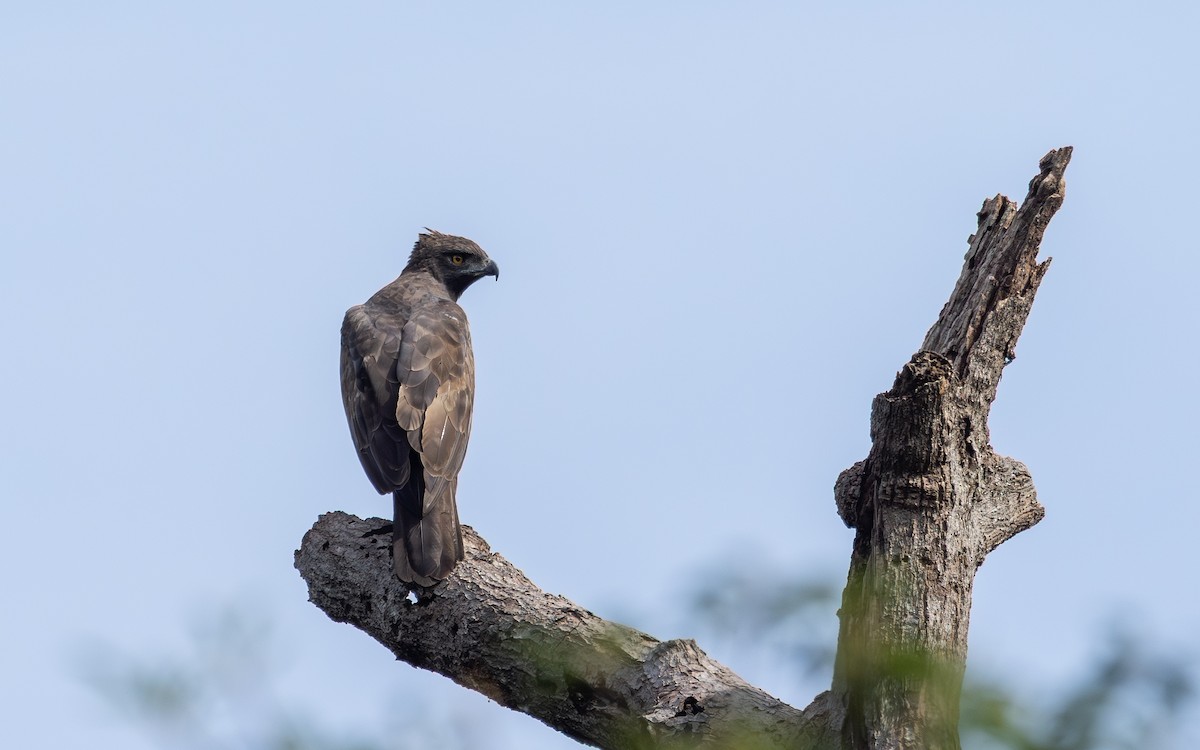 Changeable Hawk-Eagle (Changeable) - ML646897917