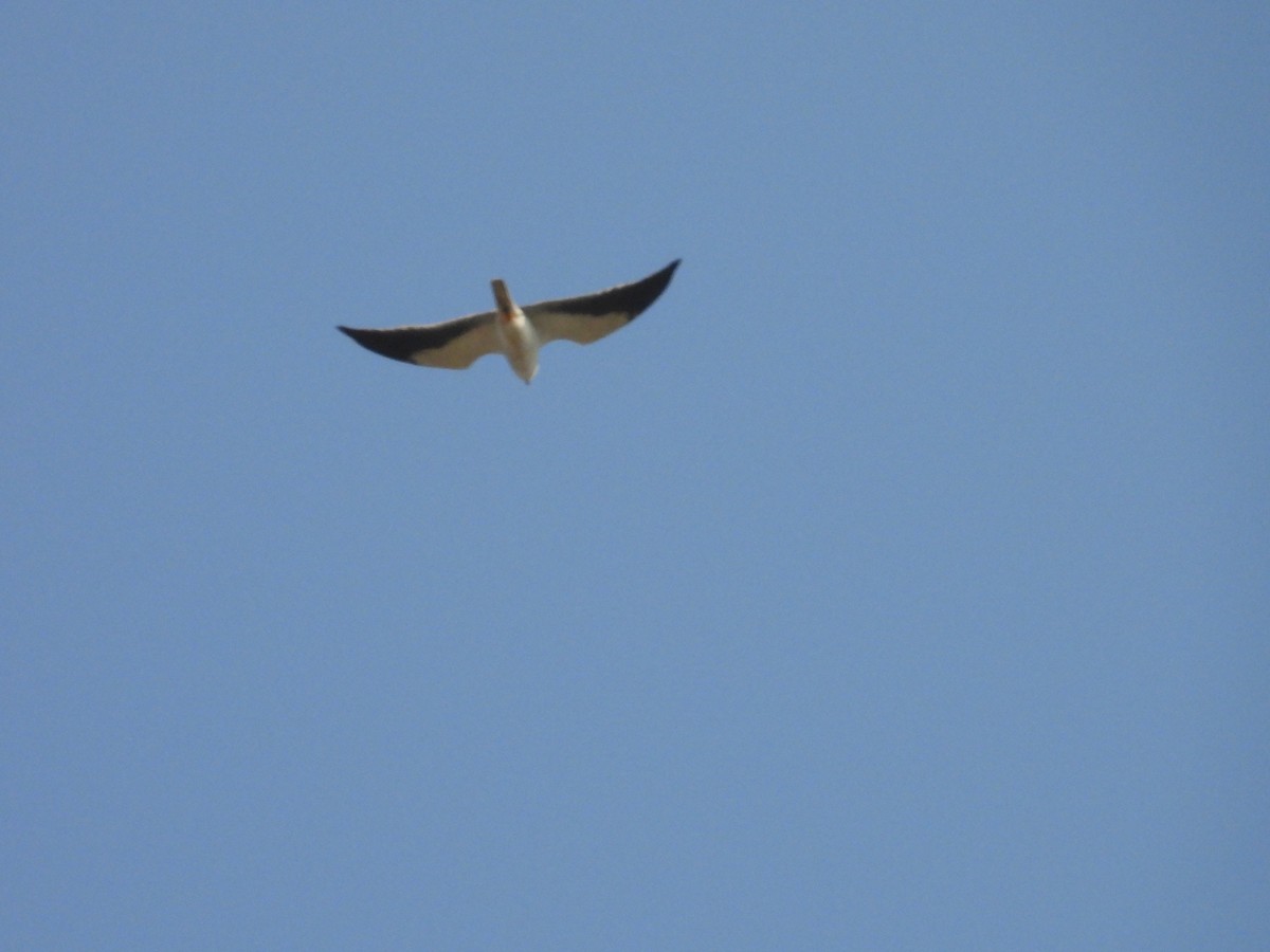 Black-winged Kite - ML646897918