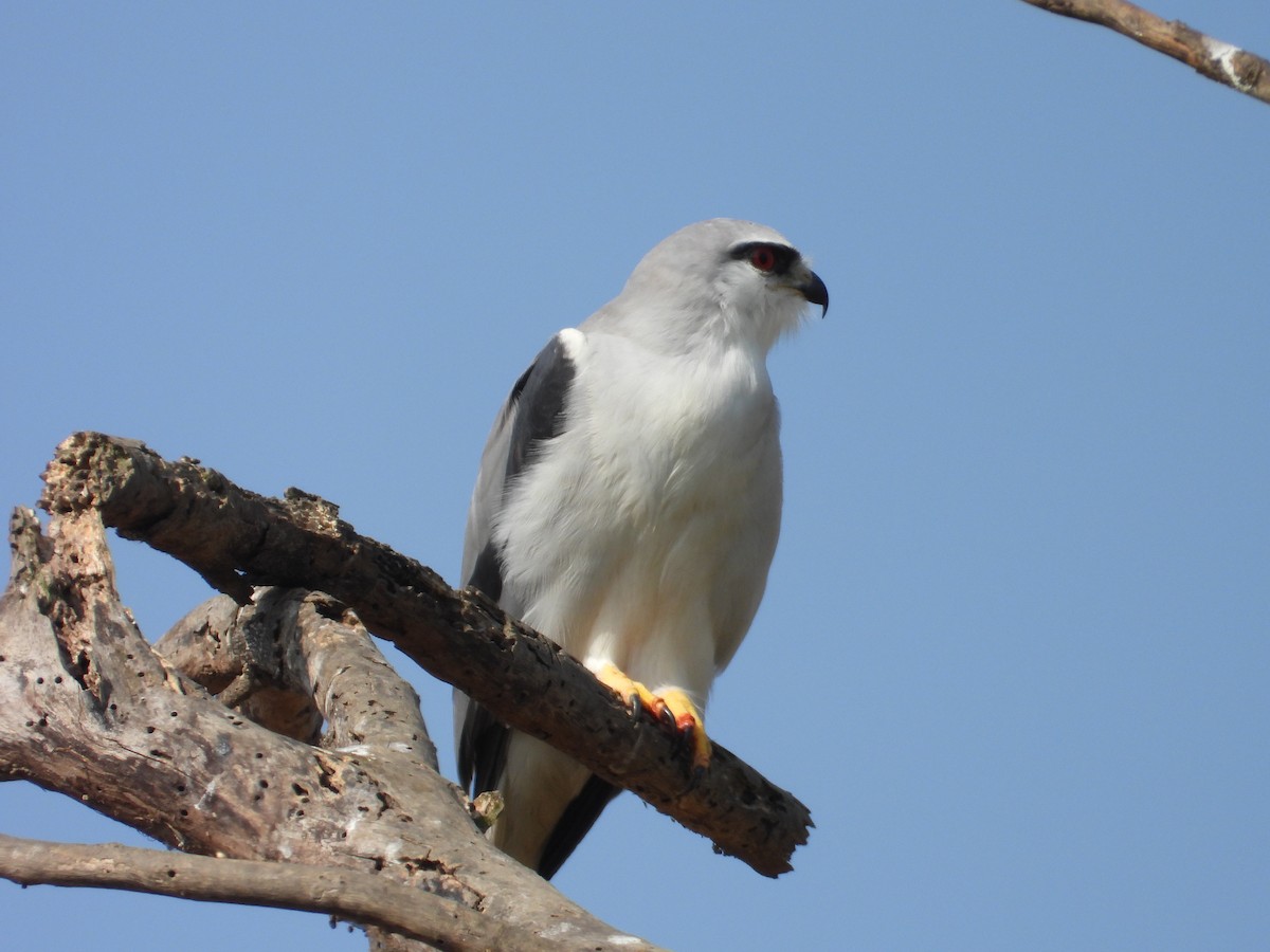 Black-winged Kite - ML646897919